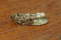 Hedya nubiferana