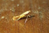 Caloptilia