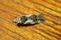 Teleiodes luculella