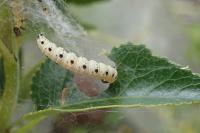 Yponomeuta mahalebella