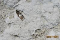 Epiblema foenella