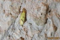 Agapeta hamana