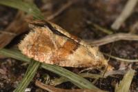 Cochylidia rupicola