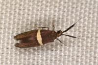 Eidophasia messingiella