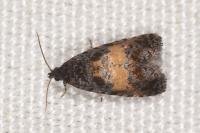 Endothenia nigricostana