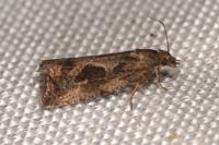 Endothenia quadrimaculana