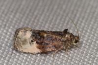 Hedya nubiferana