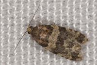 Isotrias rectifasciana