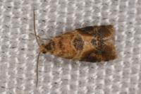 Lobesia reliquana