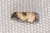 Neocochylis dubitana