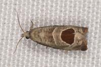 Notocelia uddmanniana