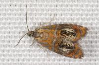 Olethreutes arcuella