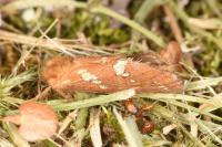 Phymatopus hecta