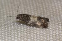 Spilonota laricana