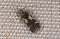 Teleiodes luculella