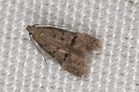Teleiodes vulgella