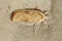Agonopterix nervosa