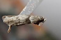 Blastobasis