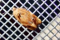 Ditula angustiorana