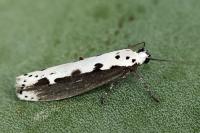 Ethmia bipunctella