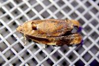 Ditula angustiorana