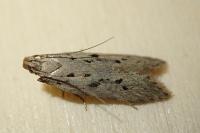 Athrips mouffetella