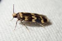 Oegoconia caradjai