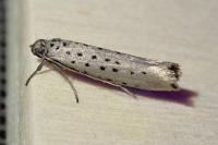 Yponomeuta sedella