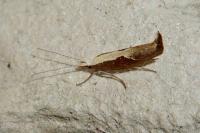 Ypsolopha dentella