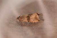 Celypha striana