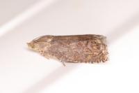 Cydia splendana