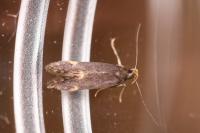 Oxypteryx atrella