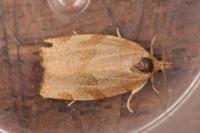 Pandemis cerasana