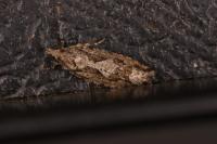 Zeiraphera isertana