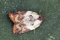 Acleris variegana