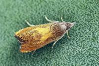 Dichrorampha vancouverana