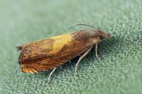 Dichrorampha vancouverana