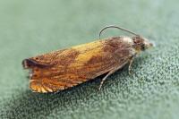 Dichrorampha vancouverana
