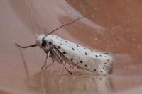 Yponomeuta