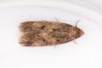 Borkhausenia fuscescens