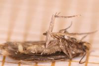 Borkhausenia fuscescens