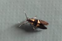 Dasycera oliviella
