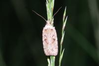 Agonopterix ocellana