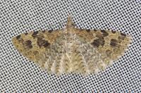 Alucita hexadactyla