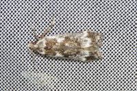 Anacampsis blattariella/populella