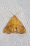 Apoda limacodes