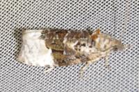 Apotomis betuletana