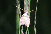 Carcina quercana