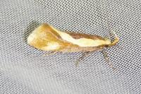 Harpella forficella