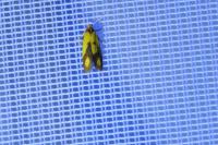 Agapeta zoegana